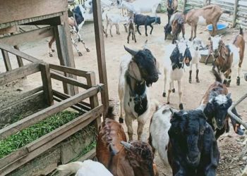 Jelang Idul Adha Kondisi Pandemi, Hewan Kurban Ikuti Penyembelian Protokoler Kesehatan