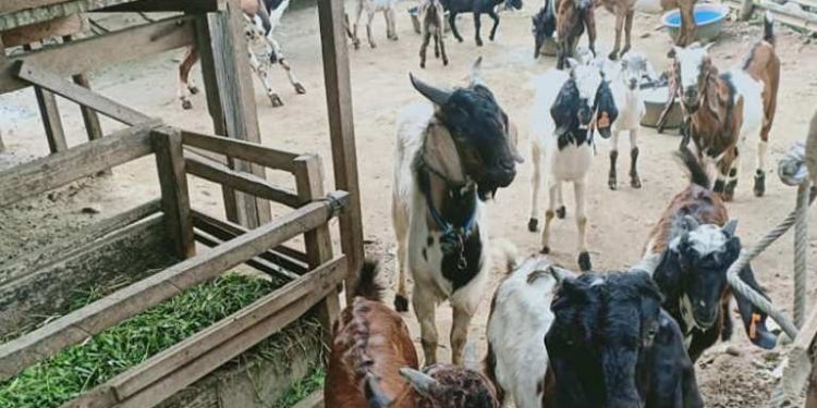 Jelang Idul Adha Kondisi Pandemi, Hewan Kurban Ikuti Penyembelian Protokoler Kesehatan