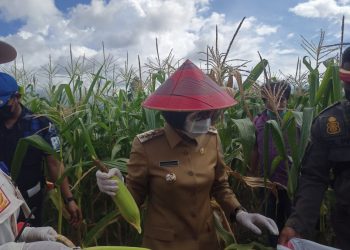 Pencanangan Program Ketahan Pangan Bolmong Ditengah Pandemi Covid 19 Berhasil