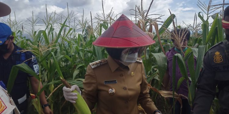 Pencanangan Program Ketahan Pangan Bolmong Ditengah Pandemi Covid 19 Berhasil