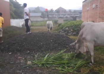 Jelang Idul Adha, Harga Pasaran Hewan Qurban Melambung Tinggi