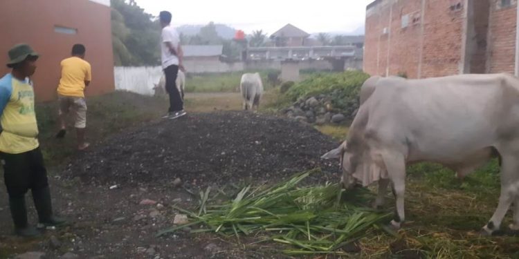 Jelang Idul Adha, Harga Pasaran Hewan Qurban Melambung Tinggi