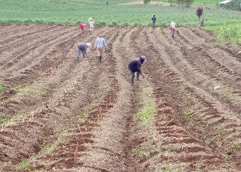 PT Hampton Muda Berkarya Kini Lirik Sereh Wangi di Bolmong