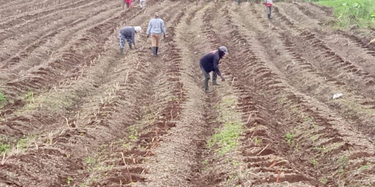 PT Hampton Muda Berkarya Kini Lirik Sereh Wangi di Bolmong