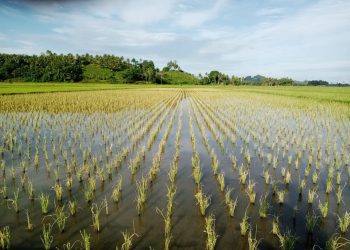Diserang Hama Ulat, Petani di Bolmut Terancam Merugi