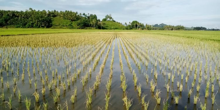 Diserang Hama Ulat, Petani di Bolmut Terancam Merugi
