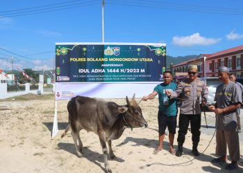 Rayakan Idul Adha, Polres Bolmut Sembelih Tiga Ekor Sapi 