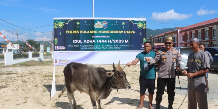 Rayakan Idul Adha, Polres Bolmut Sembelih Tiga Ekor Sapi 