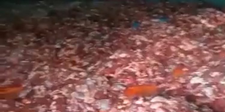 Viral Satu Dusun di Provinsi Ini Berkurban 73 Sapi dan 254 Kambing