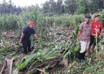 Lumbung Beras Sulawesi Utara Terancam Gagal Panen Akibat Bencana Banjir