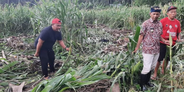 Lumbung Beras Sulawesi Utara Terancam Gagal Panen Akibat Bencana Banjir