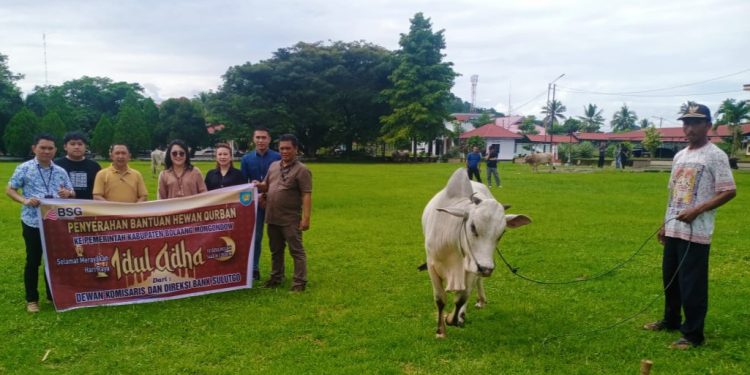 Bank Sulutgo Cabang Lolak Sumbang Satu Ekor Sapi Qurban